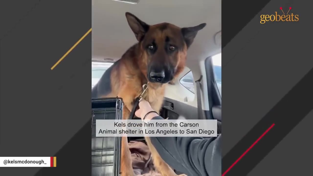 A German Shepherd with expressive, sad eyes sits in the back of a car while a person gently holds his leash and pets him.