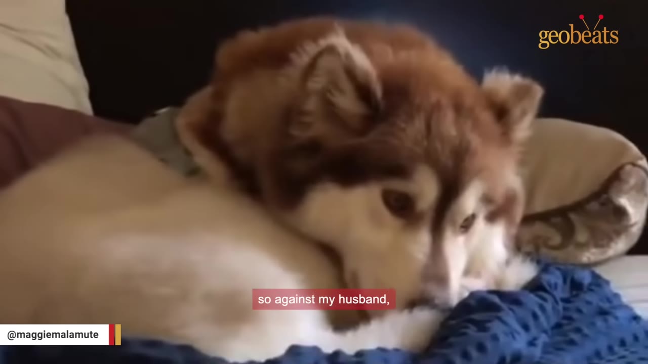 A fluffy brown and white Alaskan Malamute lies on a bed with a blue blanket, looking down with a sad expression.