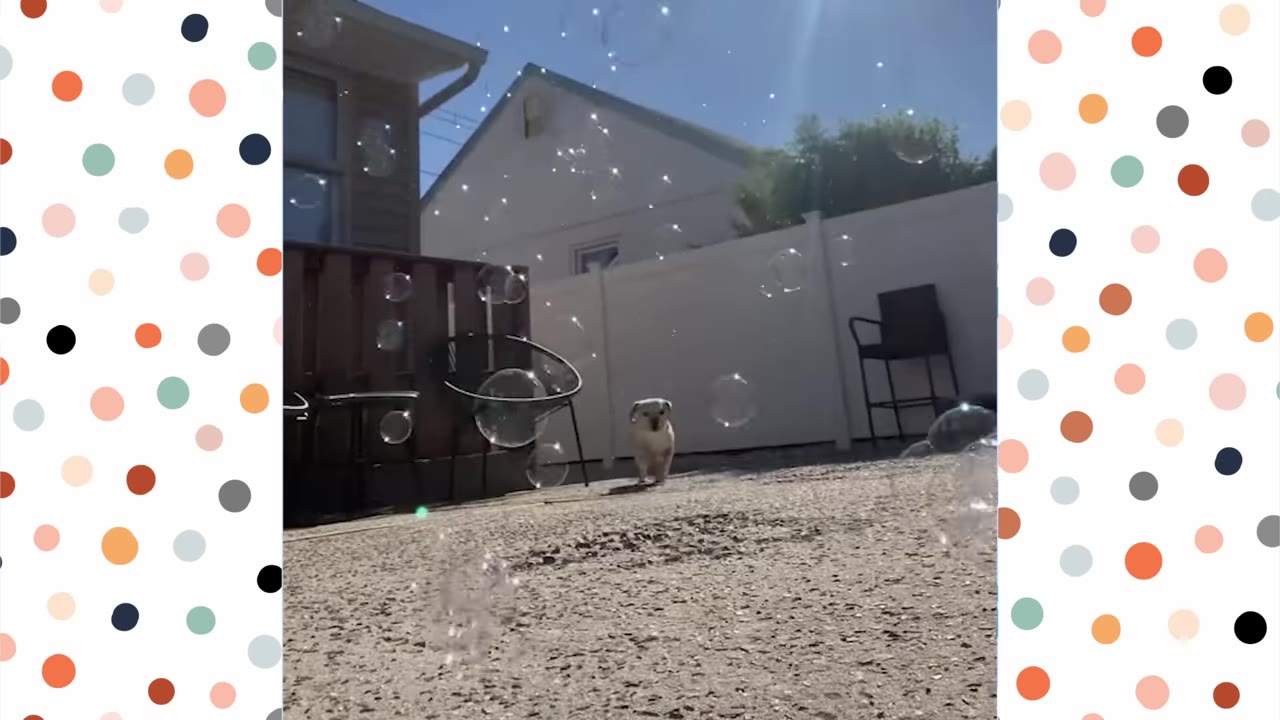 A small light-colored dog stands in a paved backyard surrounded by numerous floating soap bubbles under a clear blue sky.