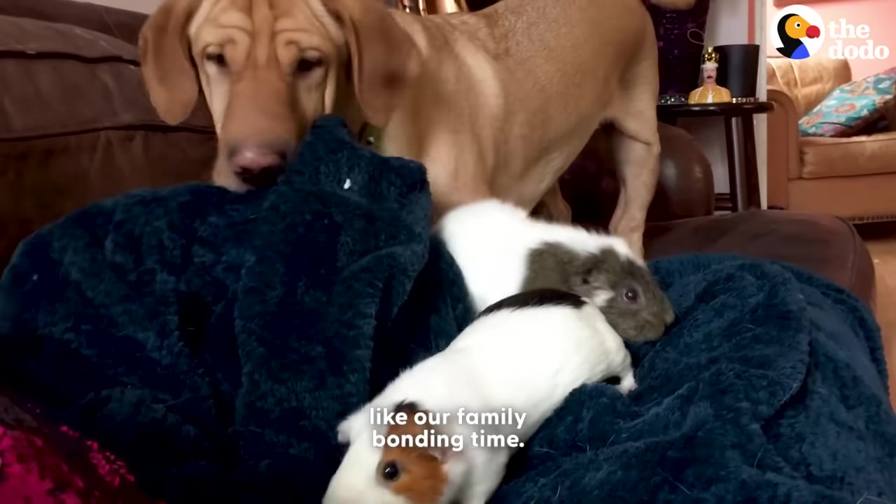A tan dog stands on a couch looking down at two guinea pigs resting on a dark blue blanket.