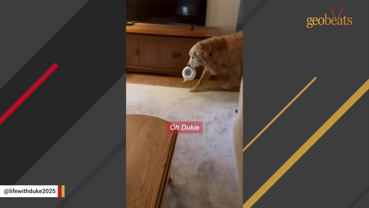 A golden retriever carrying a white ceramic teapot in its mouth while walking across a living room rug.