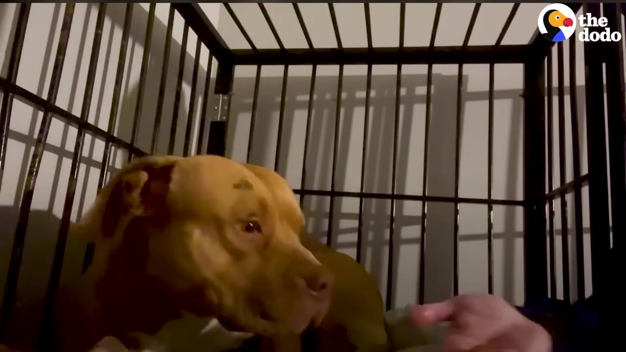 A tan dog inside a metal crate looks towards a hand being offered to him.