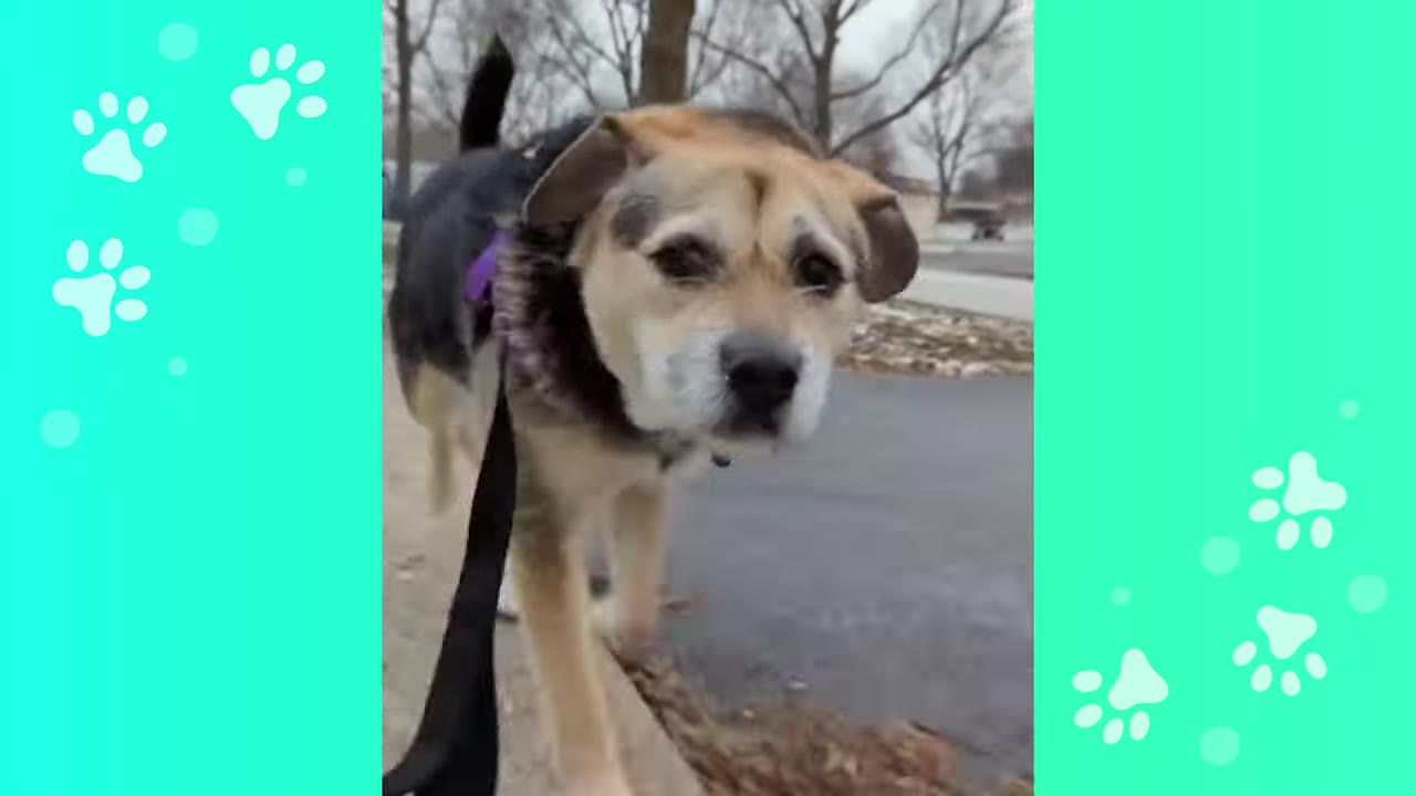 A medium-sized tan and black dog named Heaven walks on a leash along a paved sidewalk.