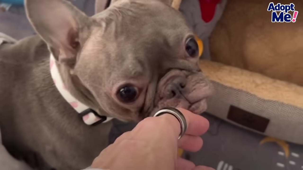 A close-up shot of a small grey French Bulldog sniffing a person's hand to get familiar with their scent.