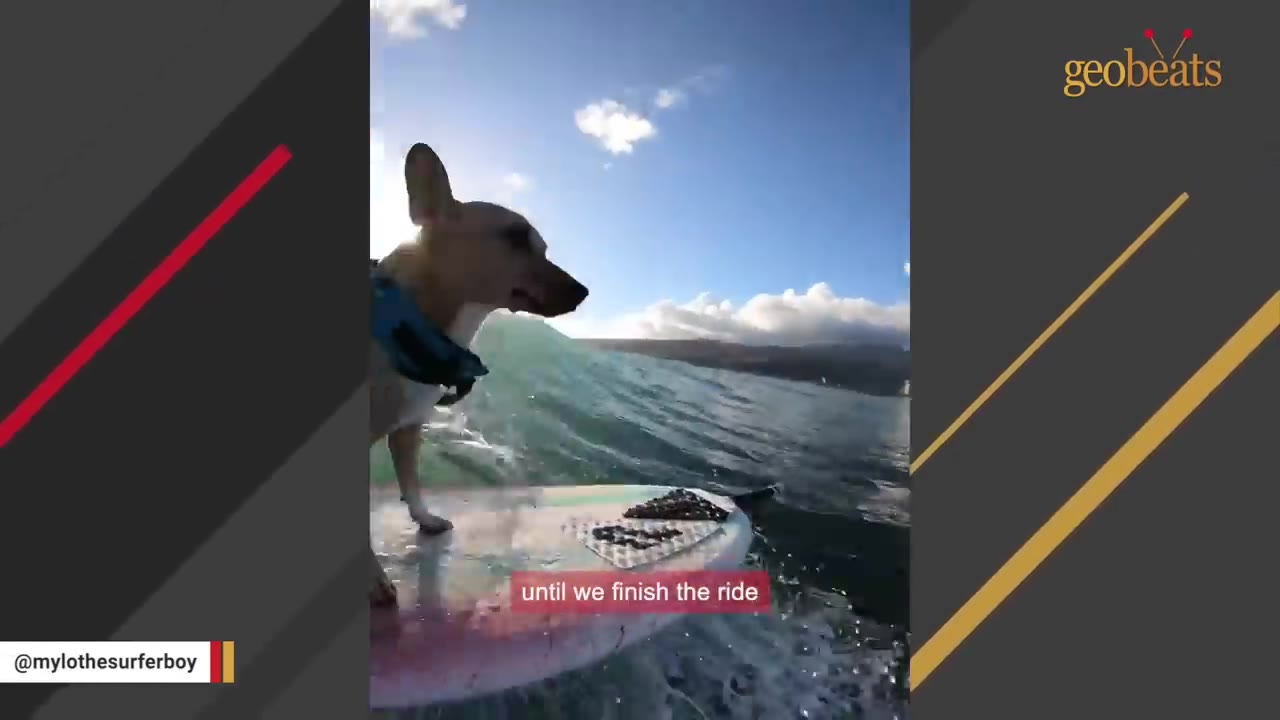 A small tan dog wearing a blue life vest stands on a surfboard as a wave swells behind it.