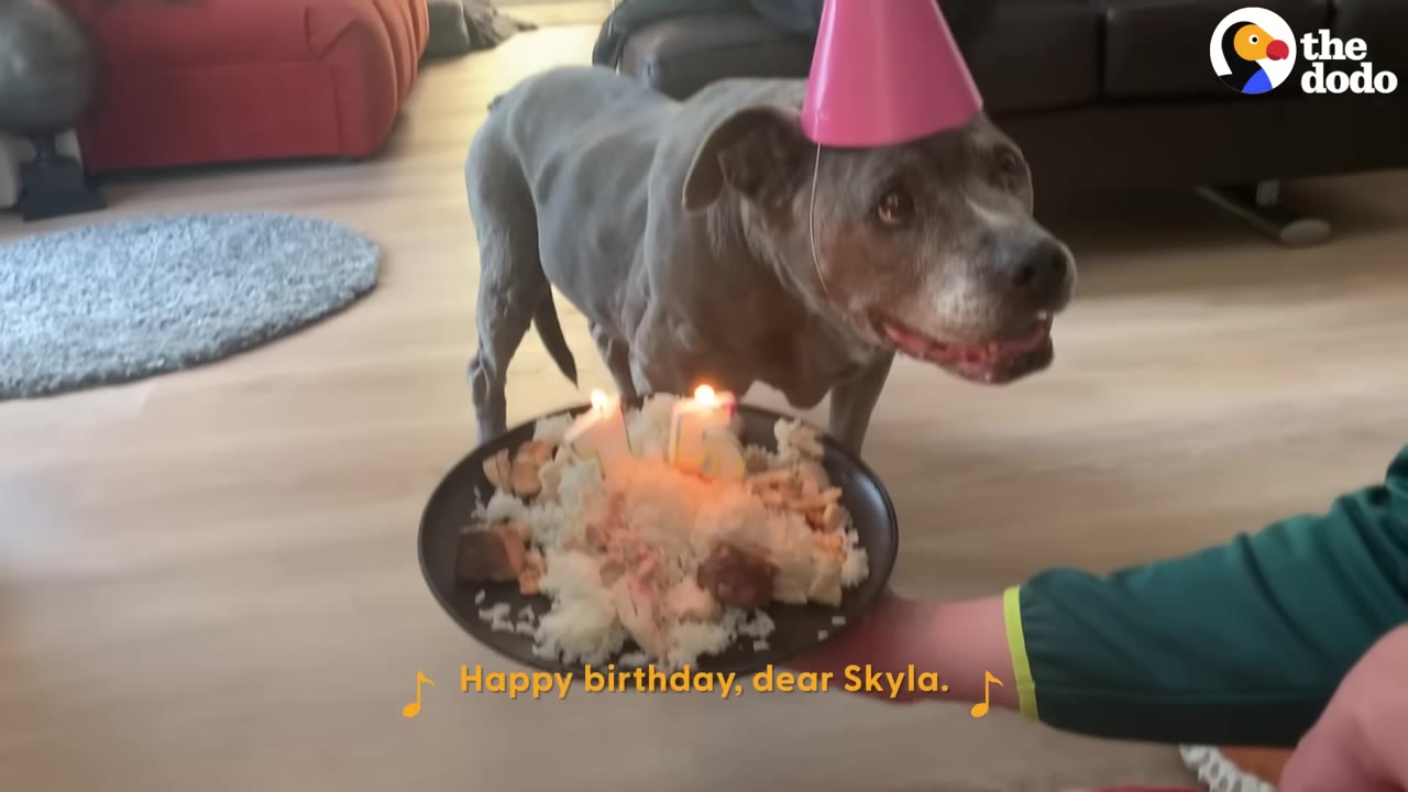 A grey pit bull wearing a pink party hat stands behind a plate of food with lit candles shaped like the number 15.
