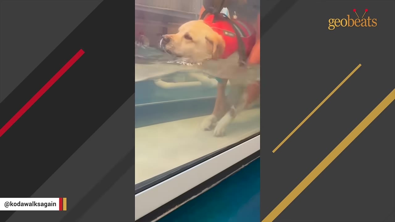 A golden retriever wearing a red life vest walks on an underwater treadmill during a physical therapy session.