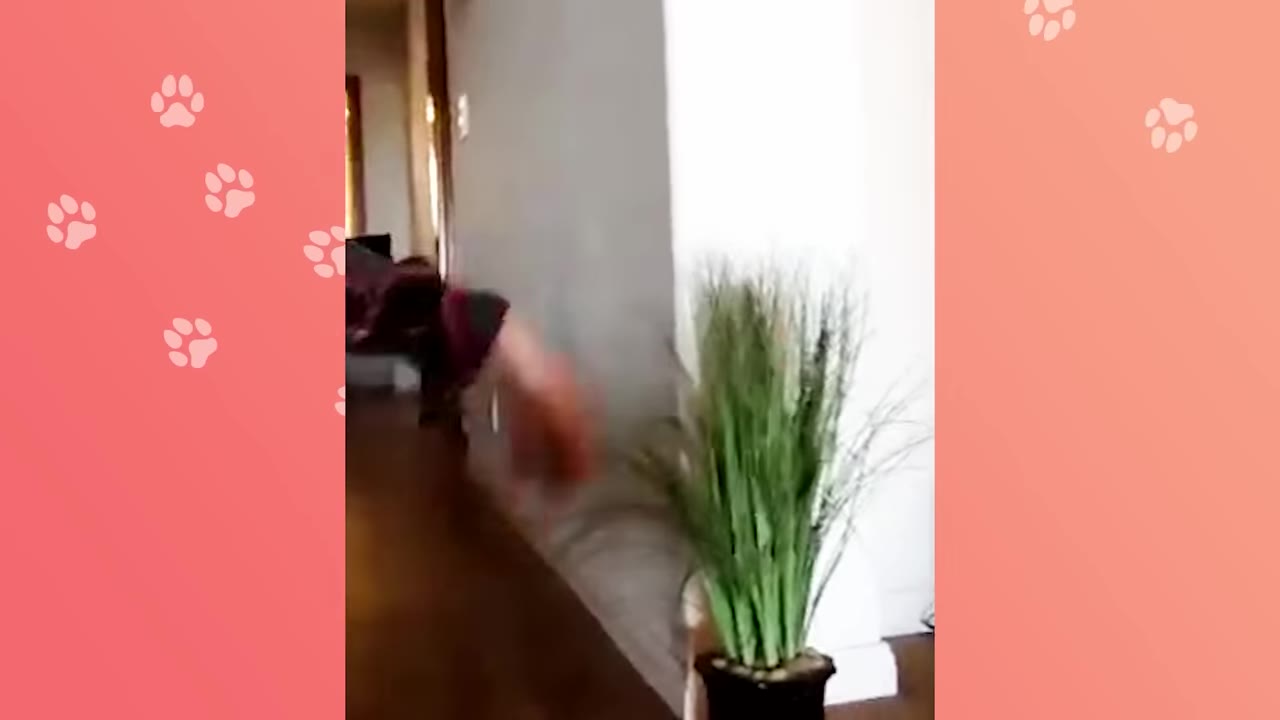A foam bumper attached to the sharp corner of an interior wall next to a potted plant to protect a pet from bumping into it.