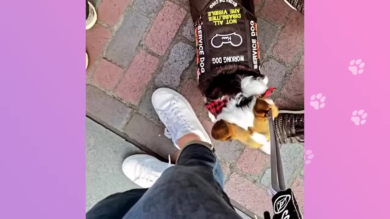 A top-down view of a Corgi wearing a brown service dog vest that reads 'WORKING DOG' and 'SERVICE DOG', standing next to a person wearing white sneakers and blue jeans on a brick pathway.