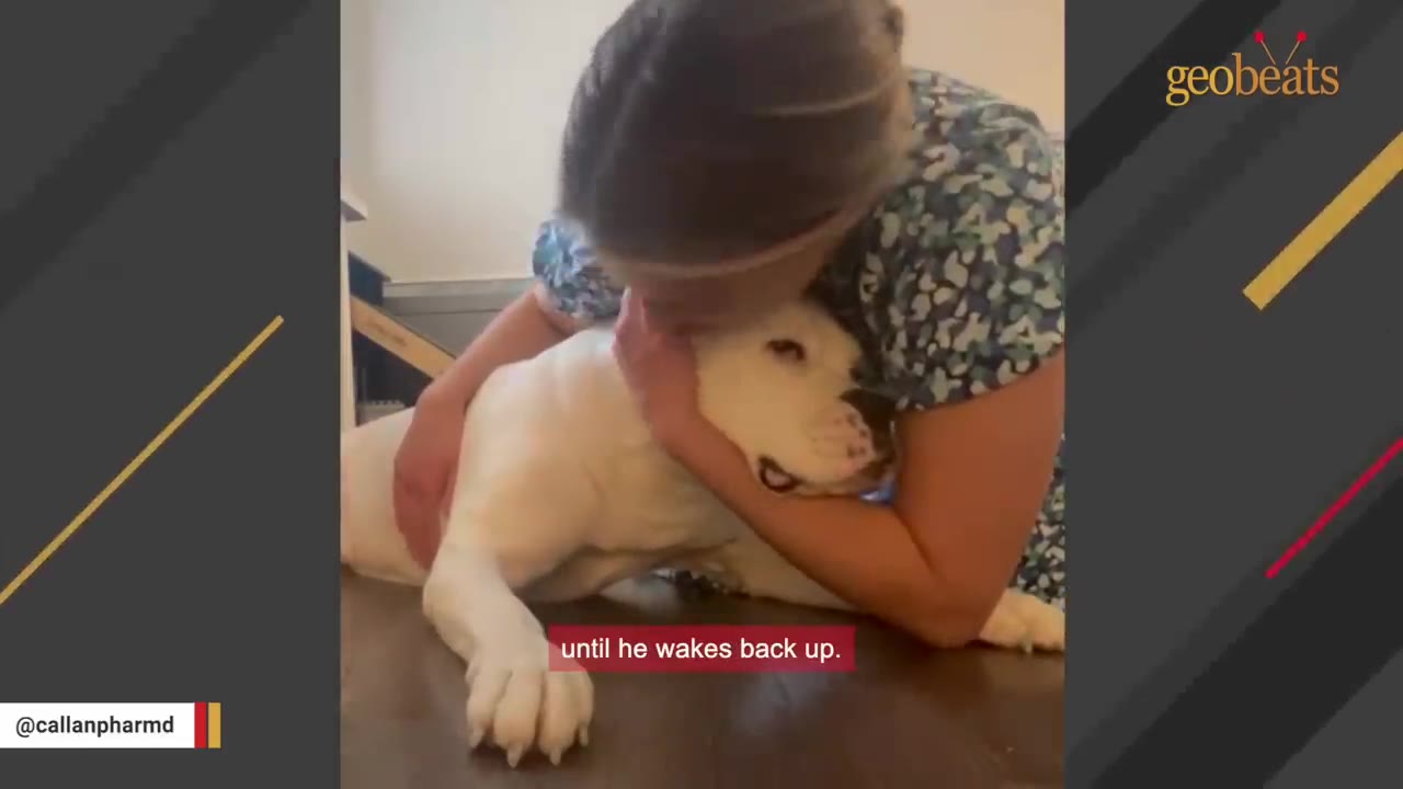 A woman in a patterned shirt gently hugs and comforts a large white dog lying on the floor.