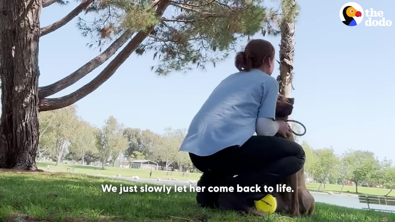 A woman in a blue shirt crouches on a grassy lawn next to a brown dog, gently holding it, with trees and a park in the background.
