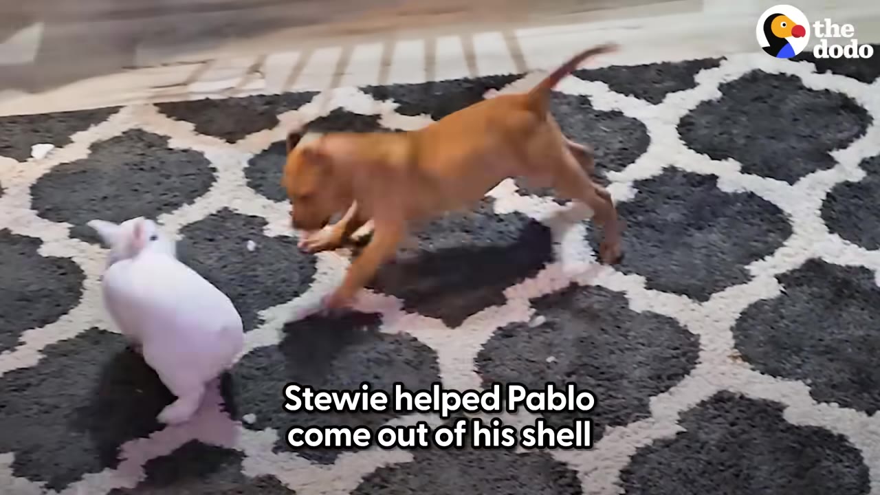A small brown puppy and a white rabbit playing together on a patterned rug.