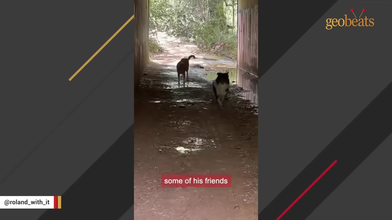 A black and white dog walks through a concrete underpass tunnel towards another brown dog standing ahead.