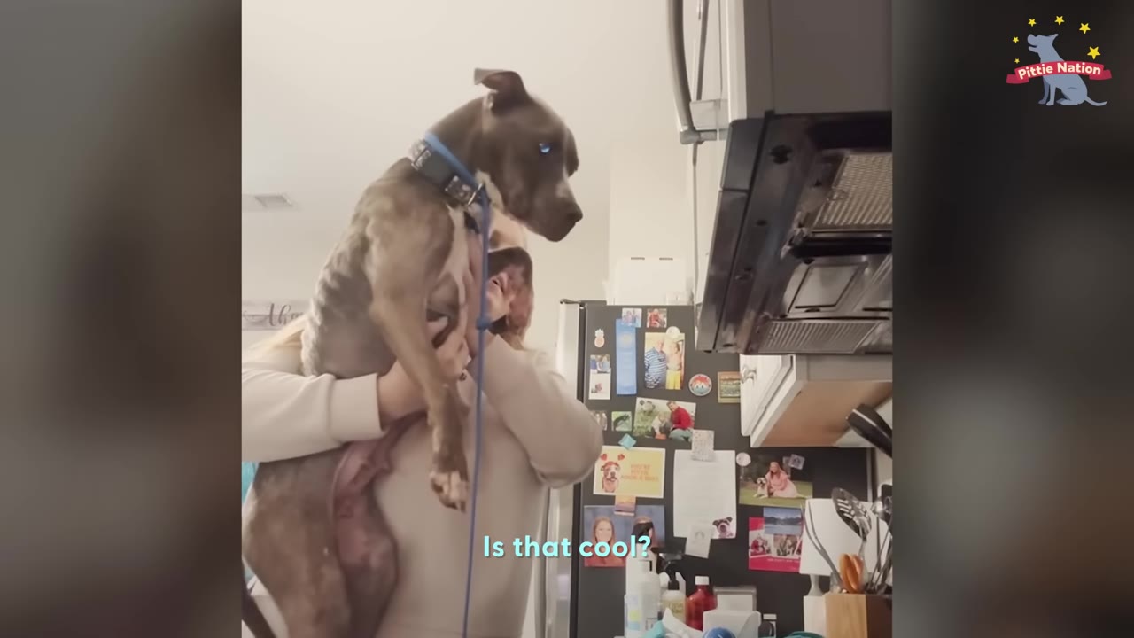 A woman holds a brindle dog in her arms in a kitchen, showing the dog the microwave and range hood.
