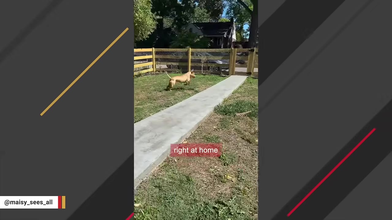 A tan dog runs happily across a grassy yard next to a concrete walkway, enclosed by a wooden fence.