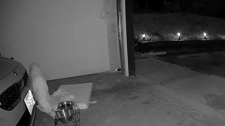 New York Woman Thinks A Scrawny Animal On Camera Is A Coyote Until One Detail Feels Wrong