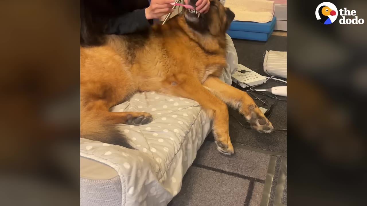 A person brushes the teeth of a German Shepherd lying down on a dog bed.