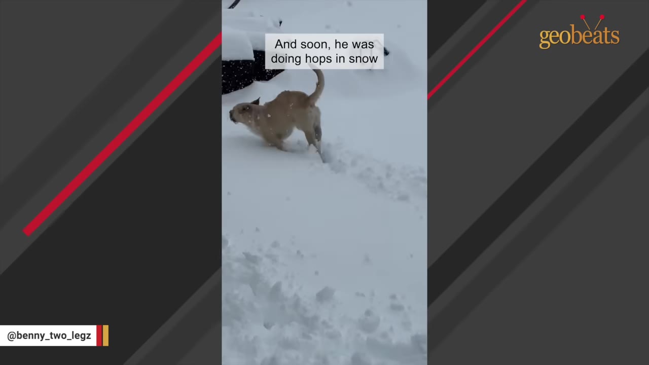 A small tan dog with two legs hops through deep white snow in a yard.