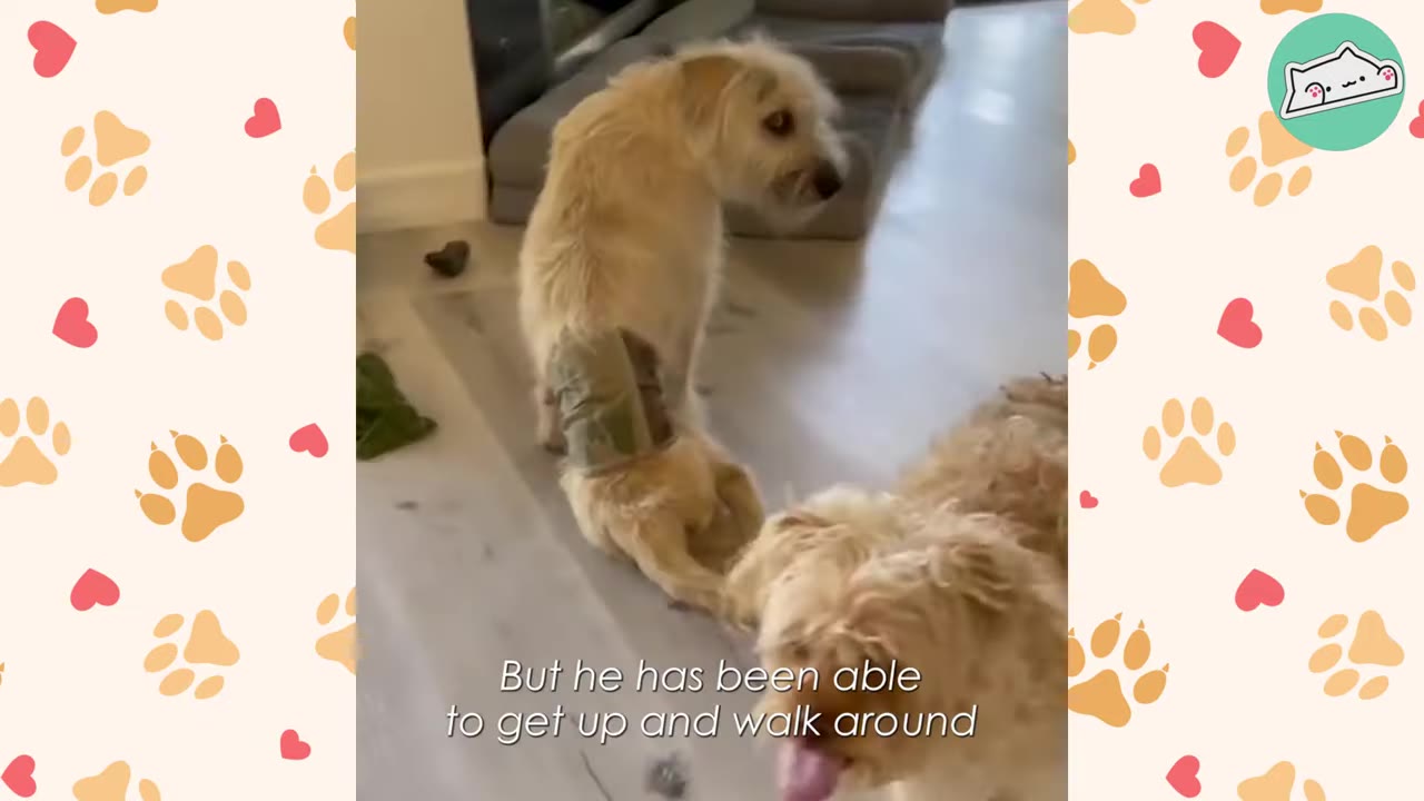 A scruffy light-colored dog with a wrap around its hindquarters sits upright on a light floor, looking back over its shoulder.