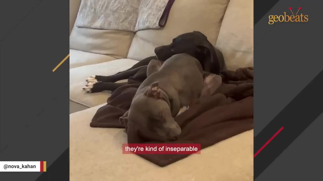 Two dogs, one grey and one black, cuddling together on a brown blanket on a couch.