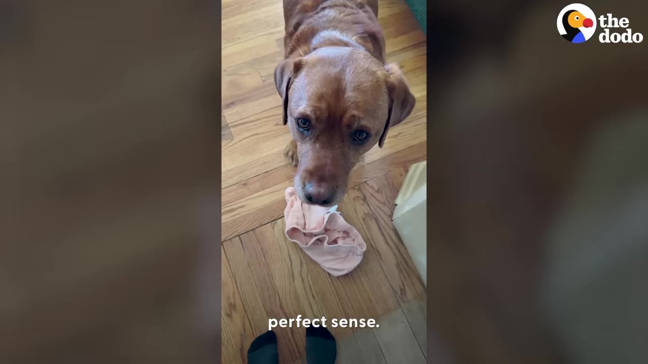 A brown dog named Leo stands on a wooden floor holding a pink sock in his mouth, looking up at his owner.