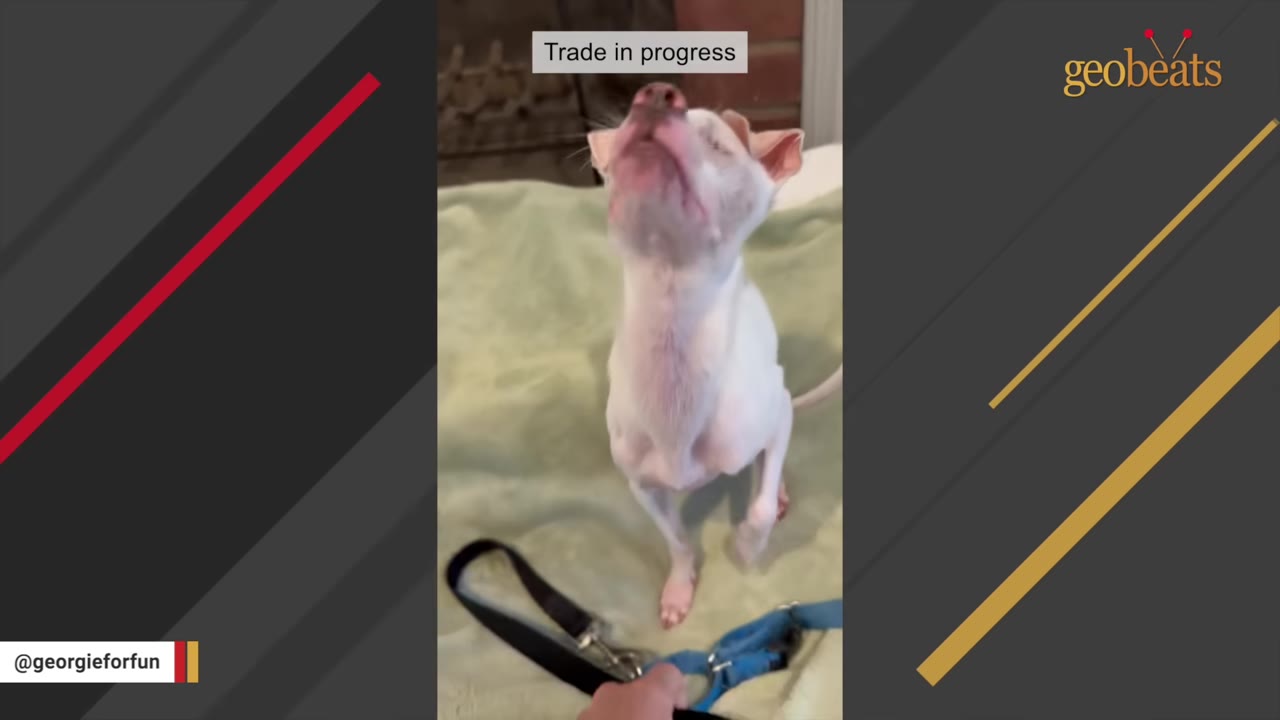 A small white dog stands on its hind legs on a green blanket, looking up expectantly as a hand holds a leash in front of it, with a text overlay reading 'Trade in progress'.