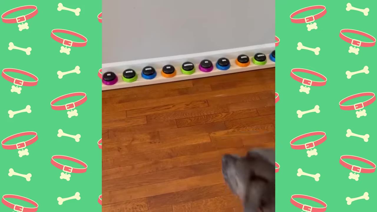 A grey dog stands near a row of colorful recordable buttons lined up against a wall on a wooden floor.