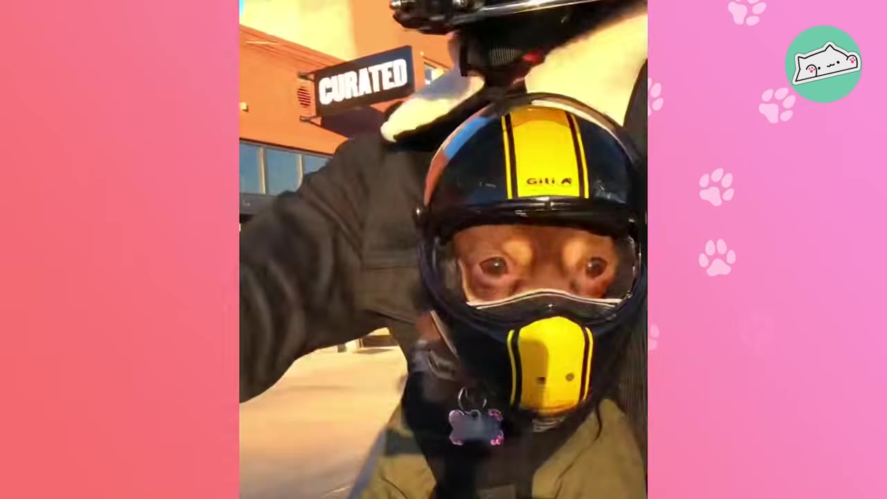 A close-up of a small brown dog wearing a black and yellow motorcycle helmet with its eyes wide open while riding.