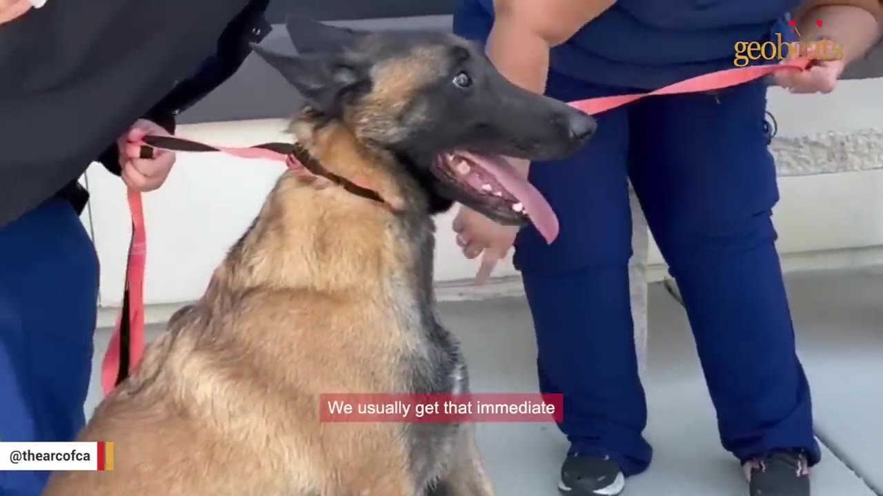 A Belgian Malinois dog sitting happily on a leash, looking up with its tongue out while being held by two handlers in blue scrubs.