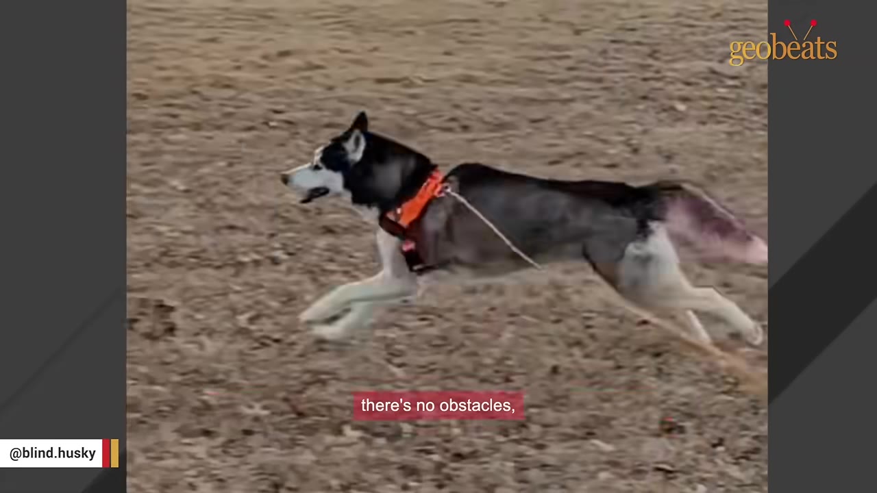 A black and white husky wearing an orange harness runs across a grassy field on a long lead.