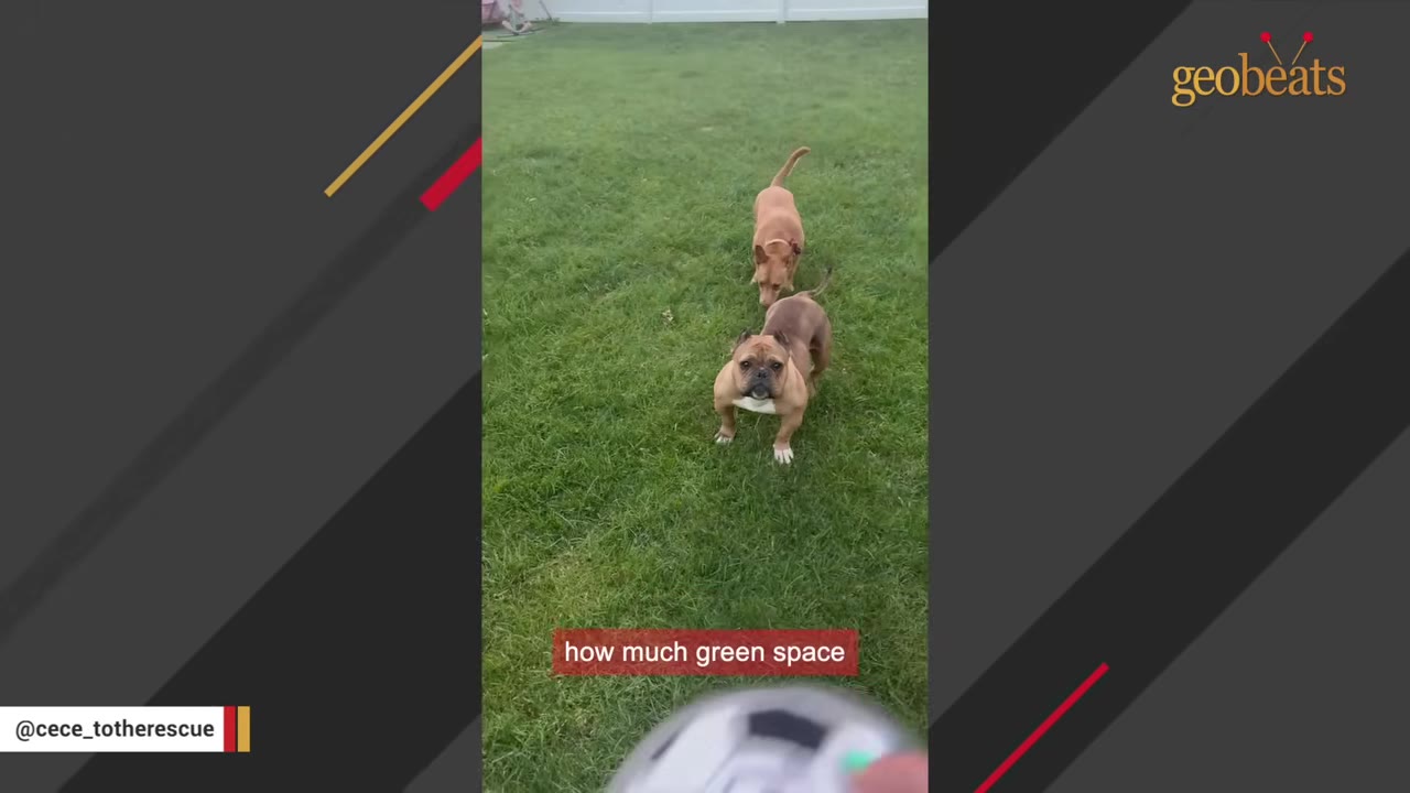 Two brown dogs standing on a green grassy lawn in a backyard.