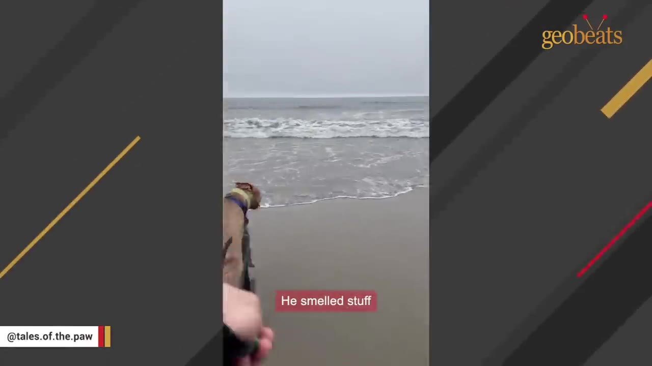 A tan dog on a leash walks along a sandy beach toward the ocean waves, with a text overlay that reads 'He smelled stuff'.