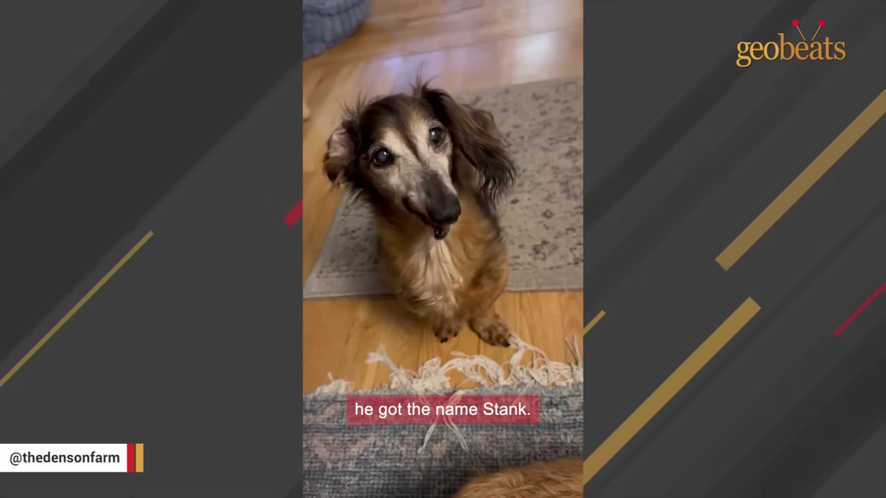 A long-haired dachshund sits on a wooden floor looking up at the camera, with a caption reading 'he got the name Stank.'