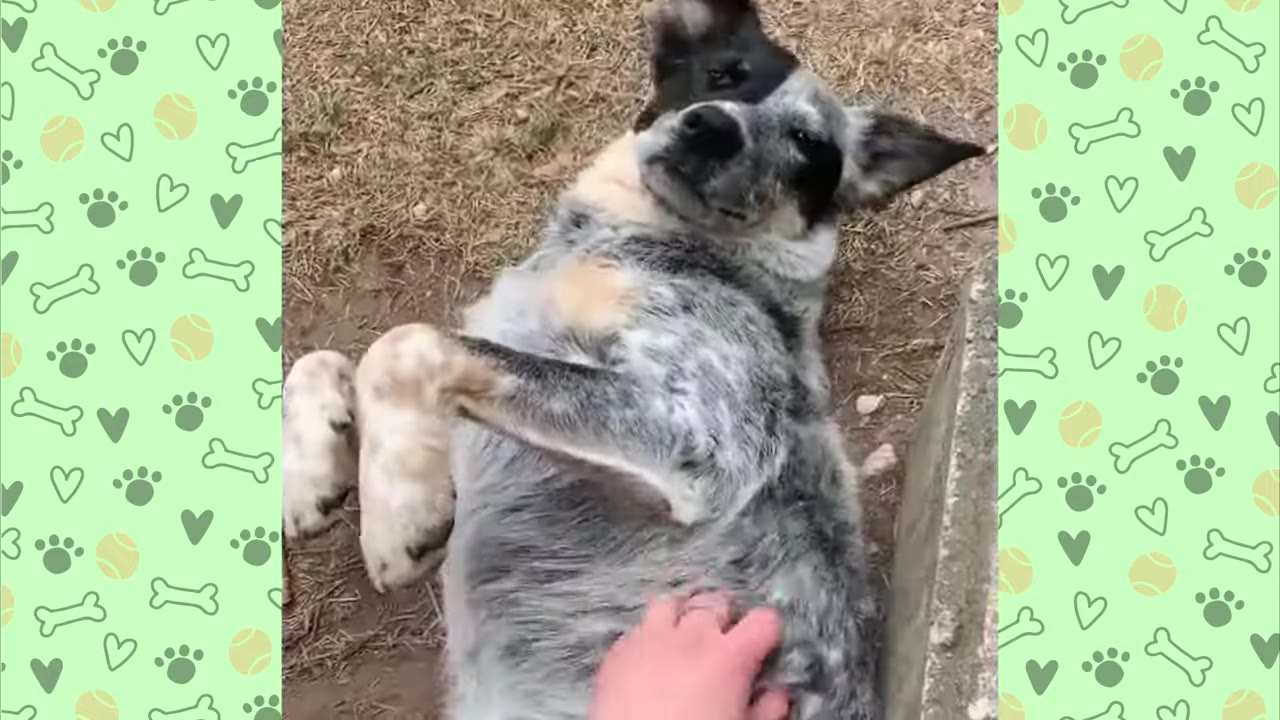 A blue heeler dog lies on her back on the ground, looking up with relaxed ears as a hand gently pets her belly.