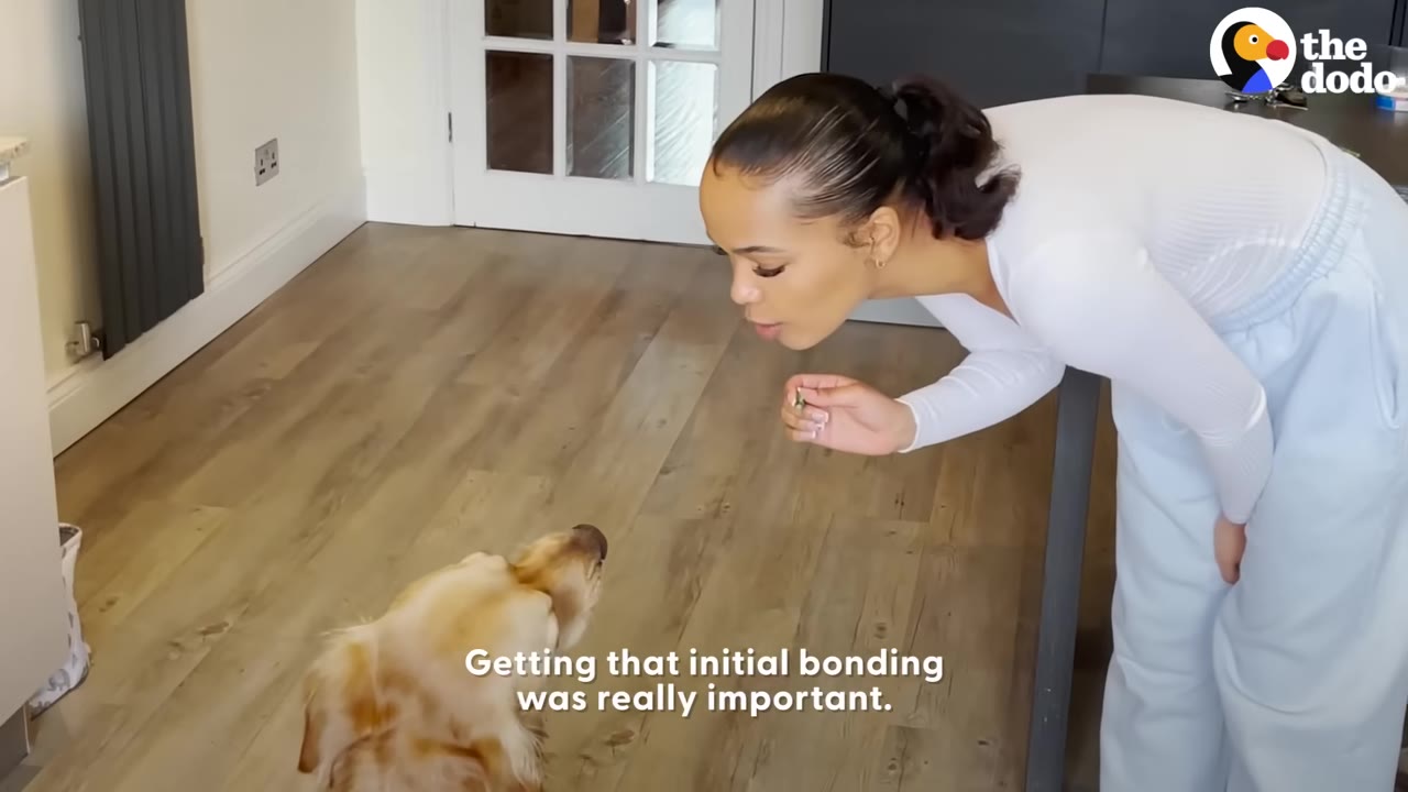 A woman in a white long-sleeve shirt leans forward to offer a treat to a golden retriever on a wooden floor.