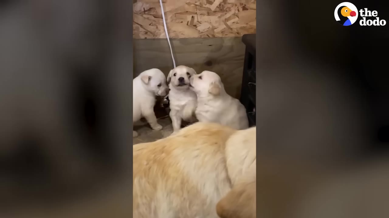 Three light-colored puppies stand together in a wooden enclosure with their mother's golden fur visible in the foreground.
