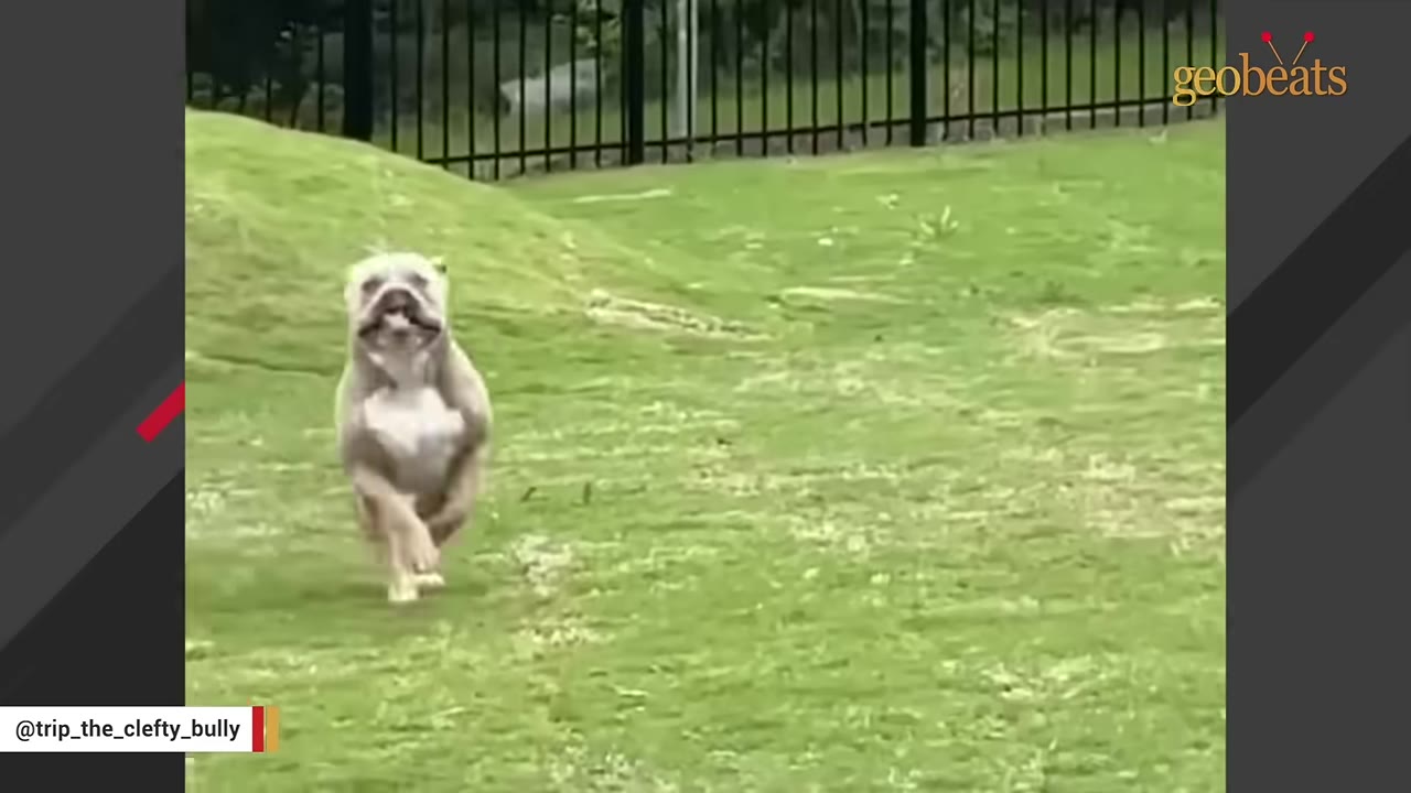 A light-colored bulldog running energetically across a green grassy lawn.