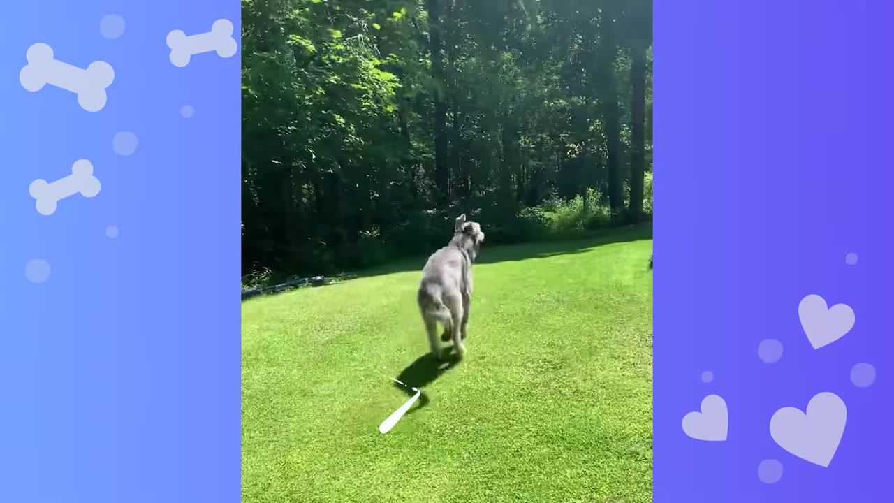 A large grey dog running playfully across a bright green grassy lawn towards a line of trees.