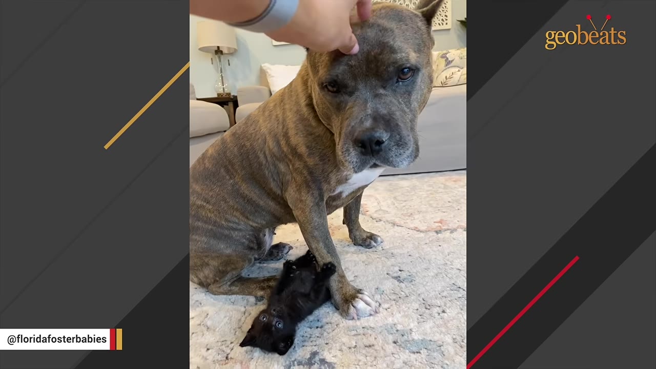 A brindle dog sits patiently on a rug while a tiny black kitten lies on its back near its front paw, and a hand gently pets the dog's head.