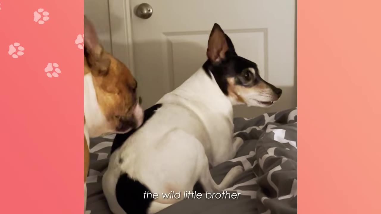 A black and white dog sits on a bed looking slightly annoyed as a brown and white dog sniffs its back, with the text 'the wild little brother' displayed at the bottom.