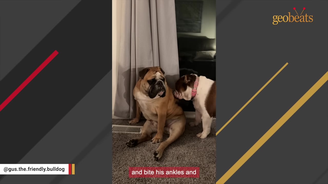 An adult brown bulldog sits patiently on a carpeted floor while a smaller brown and white bulldog puppy nibbles on his back.