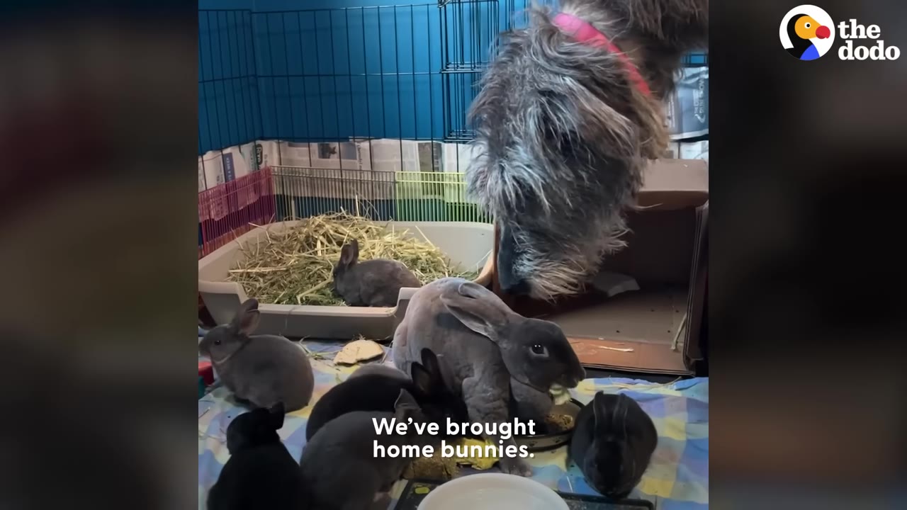 A large, scruffy grey dog named Chicken peers gently into a pen filled with several small grey and black bunnies.