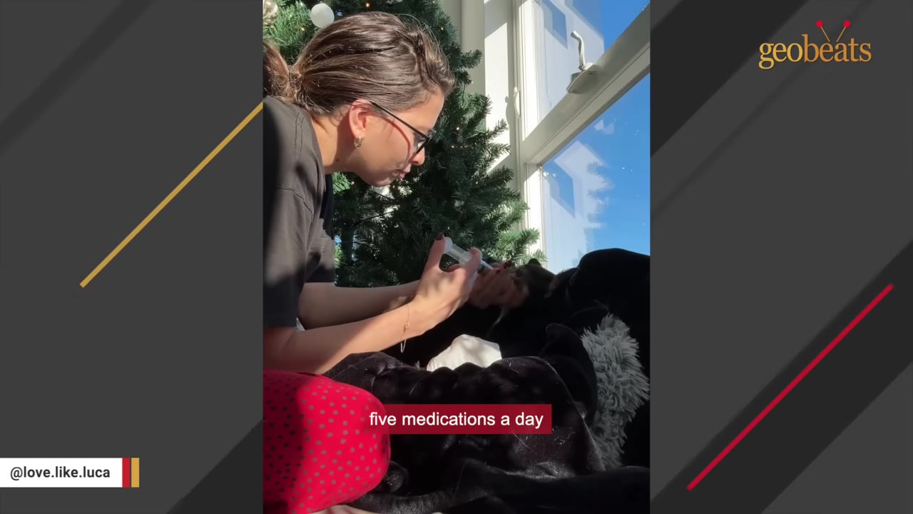A woman wearing glasses administers oral medication to a dog using a syringe, with the caption 'five medications a day' visible on screen.