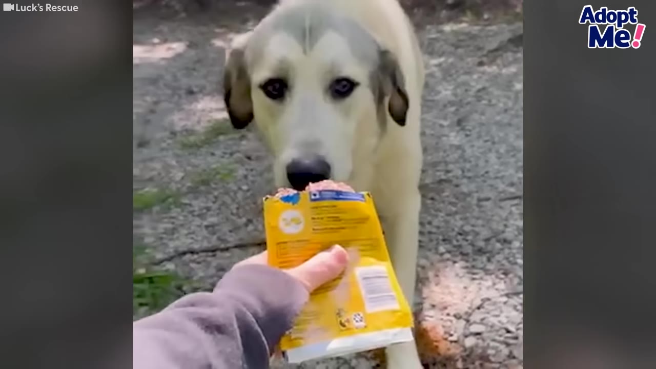 A light-colored dog with sad, expressive eyes looks directly at the camera as a person's hand offers a yellow pouch of food.