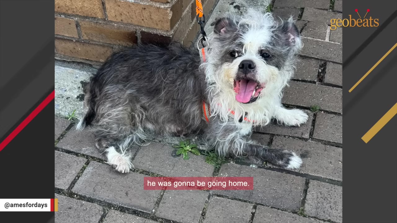 A small, scruffy grey and white dog wearing an orange harness and leash lies on a brick sidewalk, looking up with an open mouth.