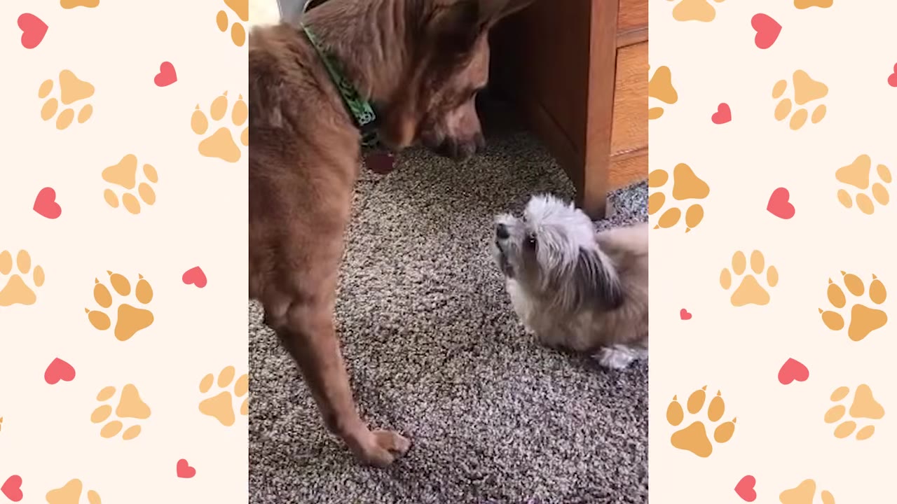 A small, fluffy white and grey dog stands on a carpeted floor, looking up fearlessly at a much larger brown dog.