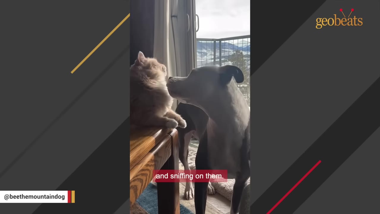 A black and white dog gently sniffs a fluffy orange cat sitting on a wooden table near a window.