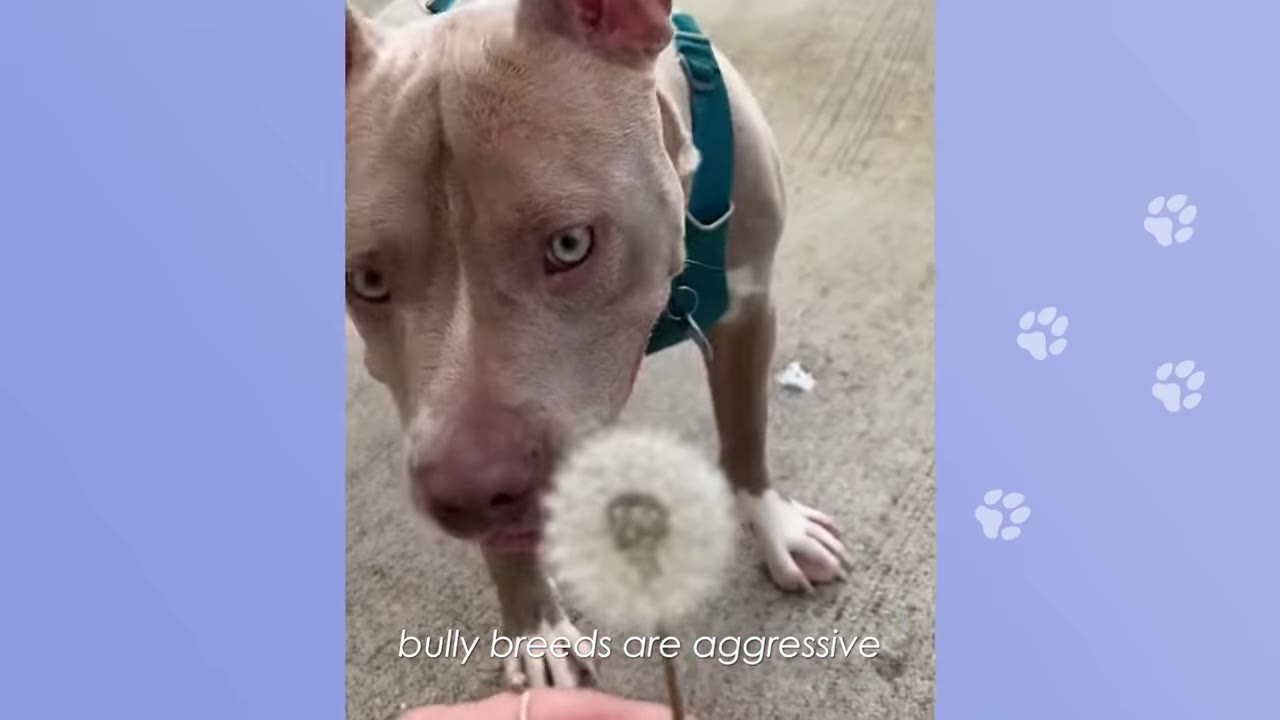 A light brown pit bull wearing a teal harness looks gently at a dandelion seed head held in front of him, with the text 'bully breeds are aggressive' overlaid at the bottom.