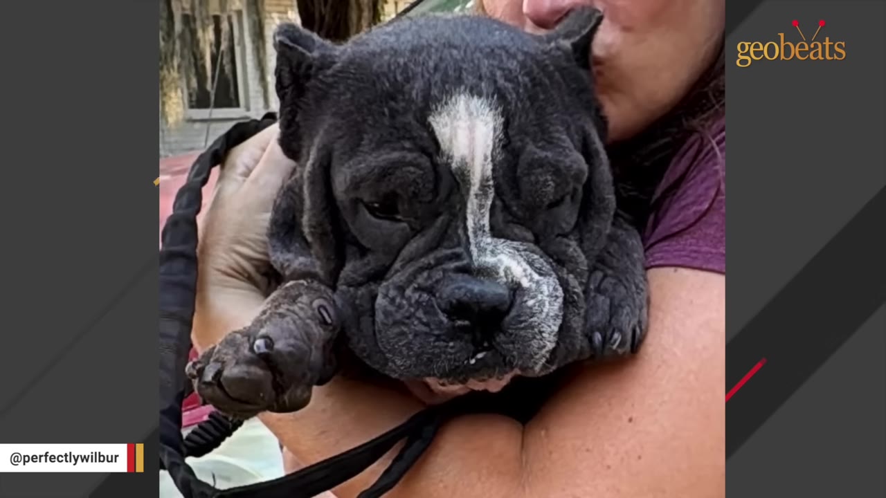 A close-up shot of a wrinkly black puppy with a white stripe on its face being held in a person's arms.