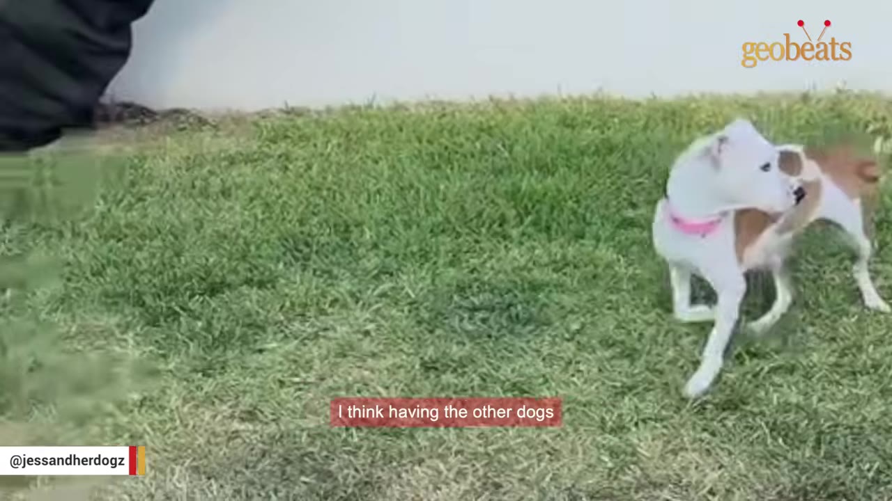 A white and brown dog with a pink collar stands on a grassy lawn next to another dog.